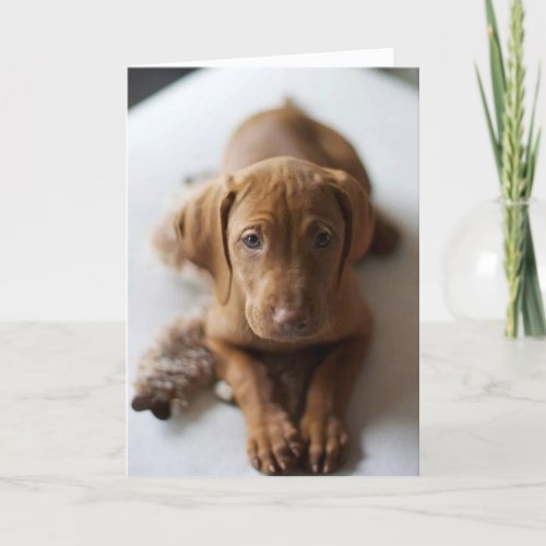 Adorable Vizsla Puppy Dog Birthday Card