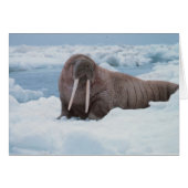 Adorable Walrus (Front Horizontal)