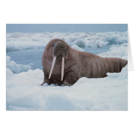 Adorable Walrus Cards (Front Horizontal)