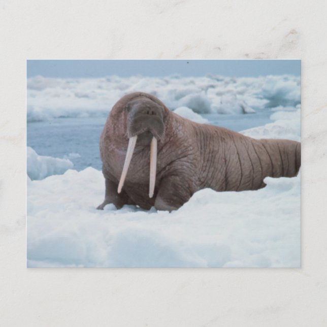 Adorable Walrus Postcard (Front)