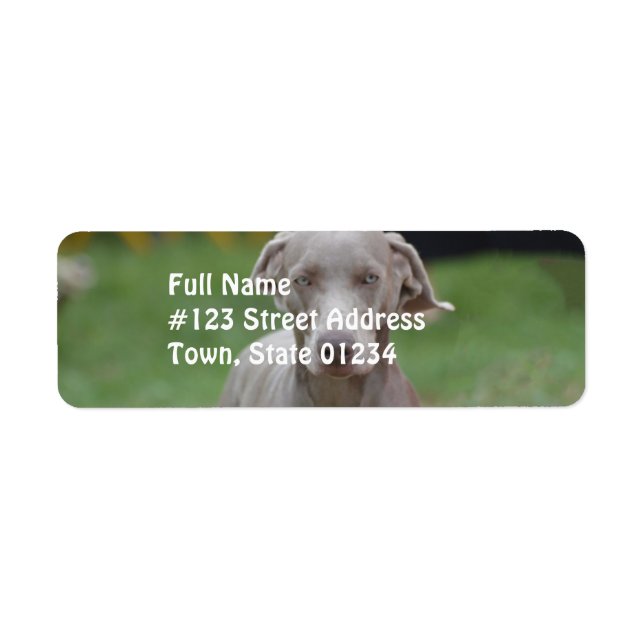 Adorable Weimaraner Label (Front)