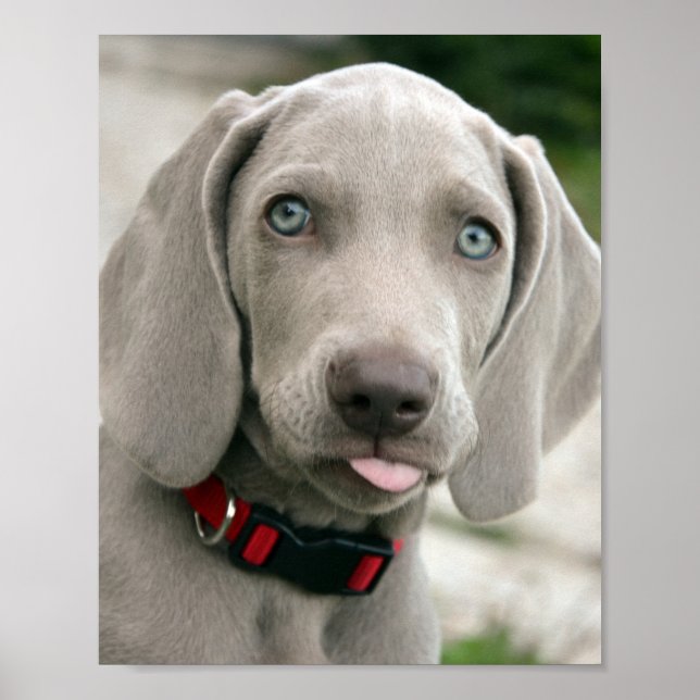 Adorable weimaraner puppy poster (Front)