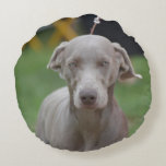 Adorable Weimaraner Round Pillow