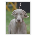 Adorable Weimaraner Temporary Tattoos