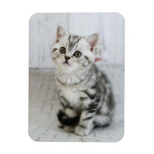 Adorable White And Grey Kitten Magnet