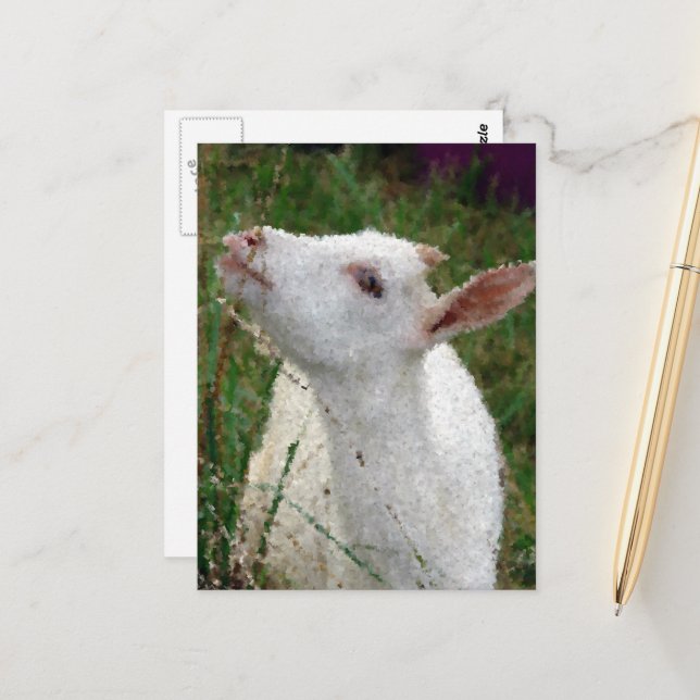 Adorable White Goat Postcard (Front/Back In Situ)