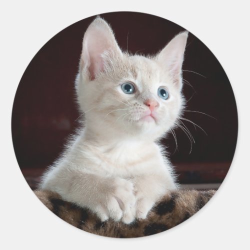 Adorable White Kitten with Blue Eyes  Pink Nose Classic Round Sticker