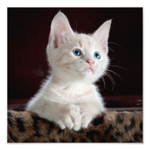 Adorable White Kitten with Blue Eyes  Pink Nose Photo Print