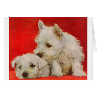 adorable white terrier puppies cards