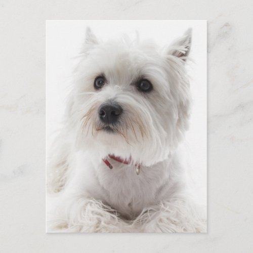 Adorable White West Highland Terrier Postcard