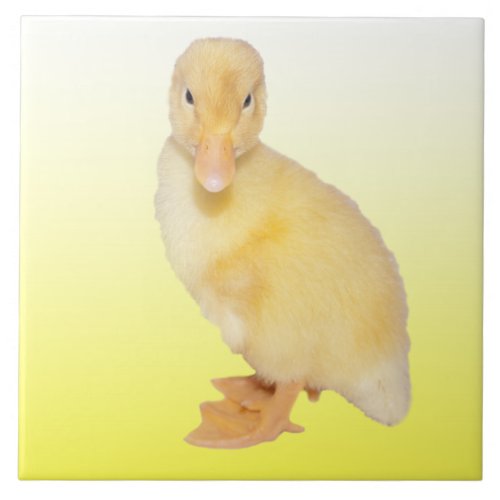 Adorable Yellow Duckling Photograph Ceramic Tile