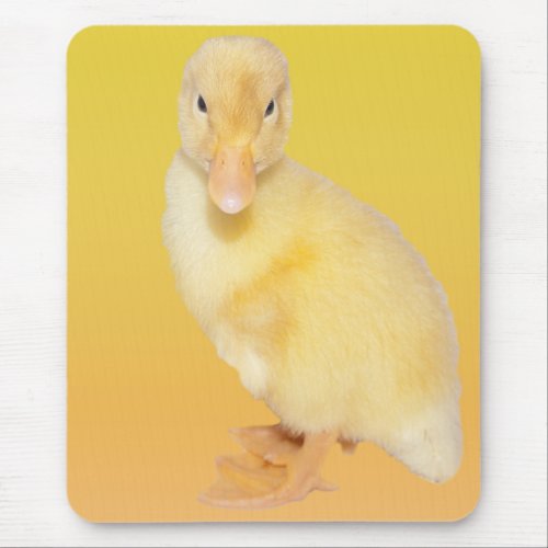 Adorable Yellow Duckling Photograph Mouse Pad