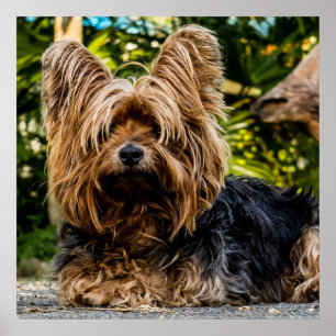Adorable Yorkie Poster
