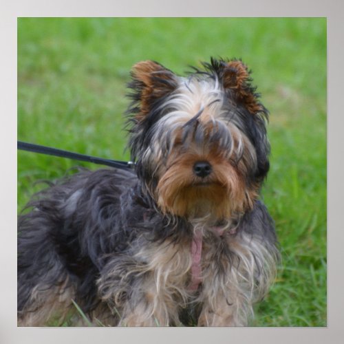 Adorable Yorkshire Terrier Poster