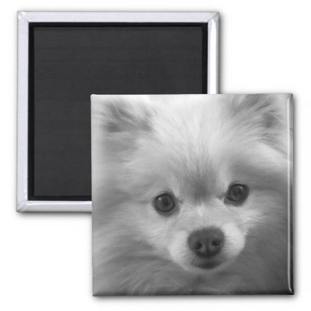 Adorably Cute Pomeranian Puppy 2 Inch Square Magnet
