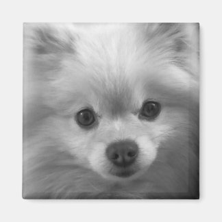 Adorably Cute Pomeranian Puppy Magnet