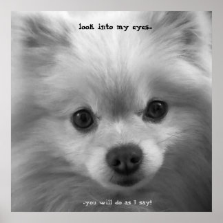 Adorably Cute Pomeranian Puppy poster print