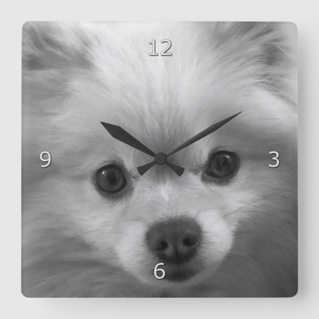 Adorably Cute Pomeranian Puppy Square Wall Clock (Front)