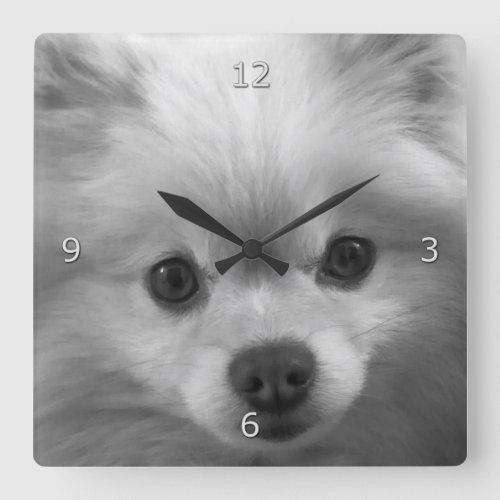 Adorably Cute Pomeranian Puppy Square Wall Clock