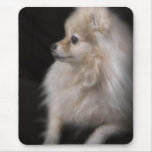 Adorably Cute Posing Pomeranian Puppy Mouse Pad at Zazzle