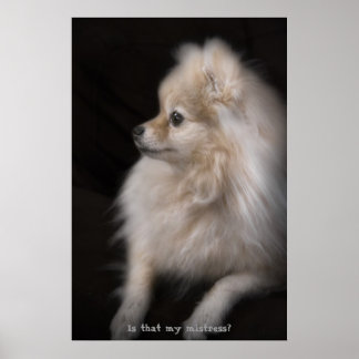 Adorably Cute Posing Pomeranian Puppy print