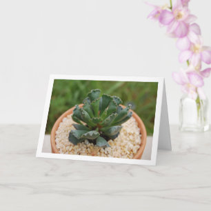 Adromischus Cristatus, Crinkle Leaf Succulent Card