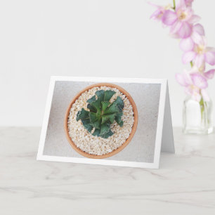 Adromischus Cristatus, Crinkle Leaf Succulent Card