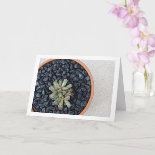 Adromischus Succulent Plant in Pot Card