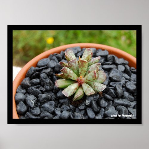 Adromischus, Succulent Plant Poster