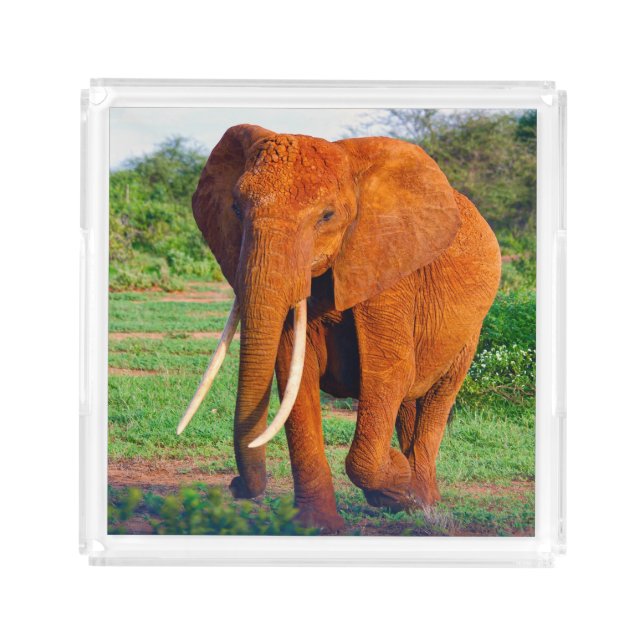 Adult African Elephant Photograph Acrylic Tray (Front)