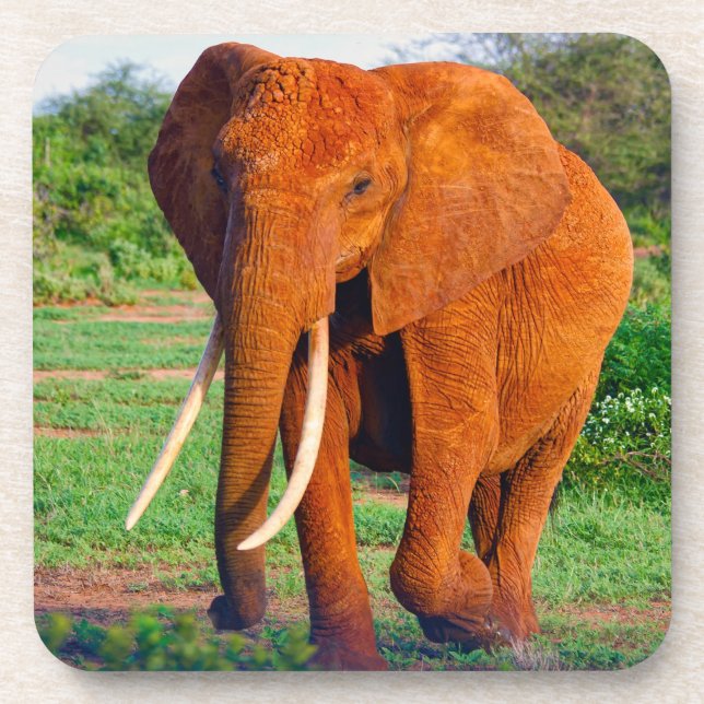 Adult African Elephant Photograph Beverage Coaster (Front)