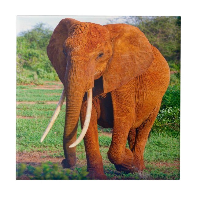 Adult African Elephant Photograph Ceramic Tile (Front)