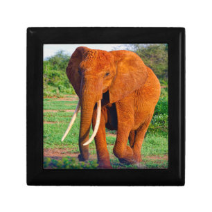 Adult African Elephant Photograph Gift Box