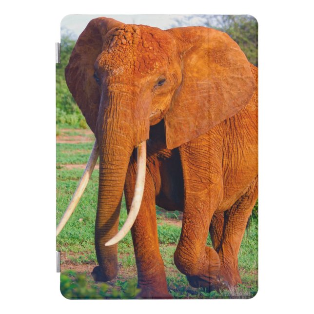 Adult African Elephant Photograph iPad Pro Cover (Front)