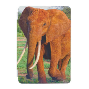 Adult African Elephant Photograph iPad Mini Cover