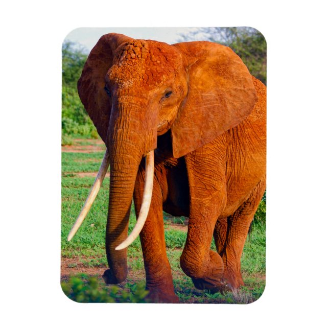 Adult African Elephant Photograph Magnet (Vertical)
