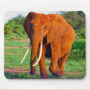 Adult African Elephant Photograph Mouse Pad