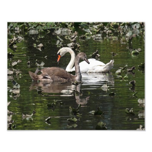 Adult and Juvenile Swans Photo Print