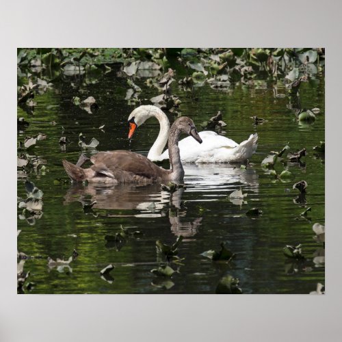 Adult and Juvenile Swans Poster