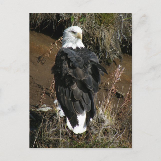 Adult Bald Eagle on Ballyhoo Mountain Postcard (Front)