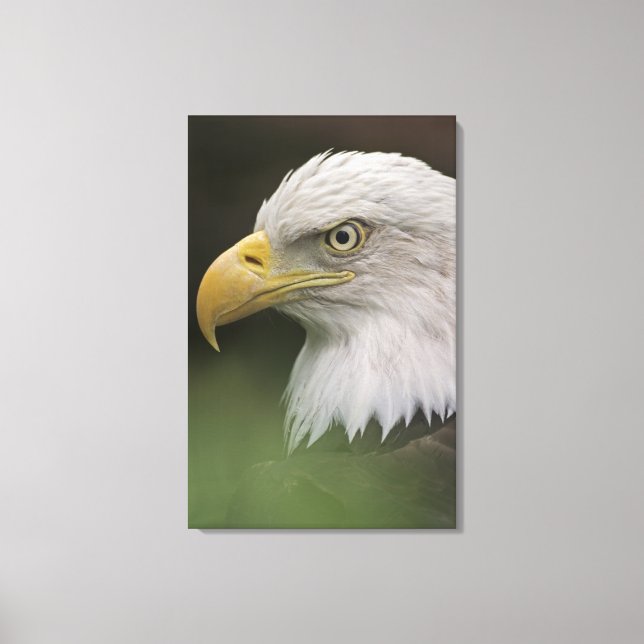 Adult Bald Eagle Portrait, Haliaeetus Canvas Print (Front)