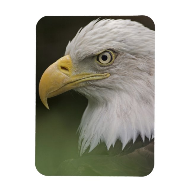 Adult Bald Eagle Portrait, Haliaeetus Magnet (Vertical)