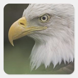 Adult Bald Eagle Portrait, Haliaeetus Square Sticker