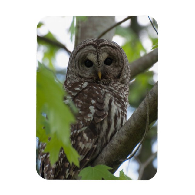 Adult Barred Owl Magnet (Vertical)
