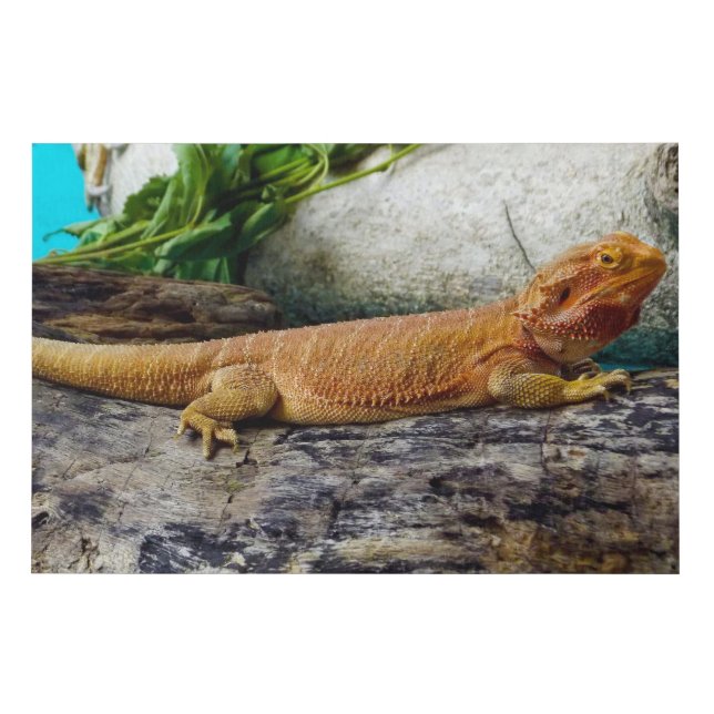 Adult Bearded Dragon Lizard Faux Canvas Print (Front)