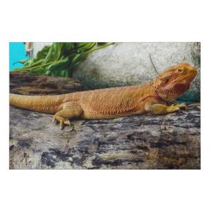 Adult Bearded Dragon Lizard Faux Canvas Print