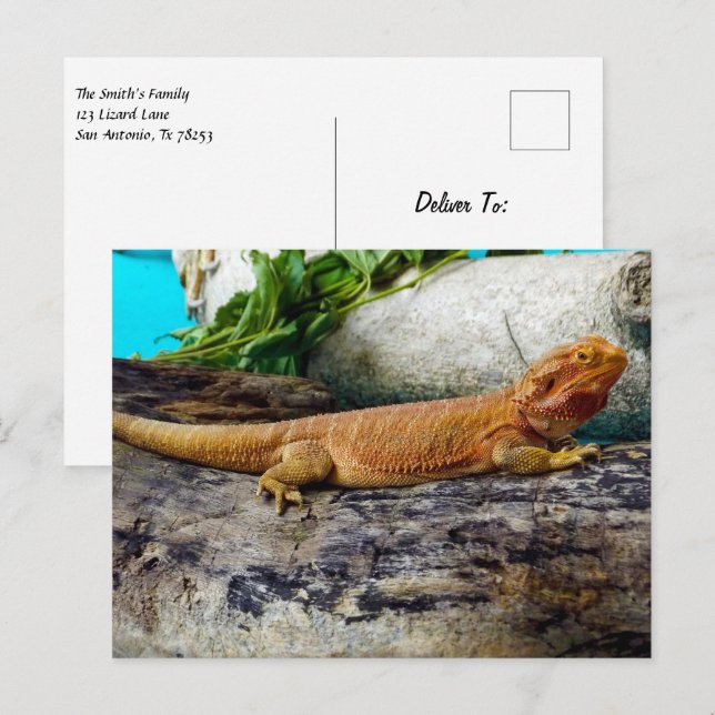 Adult Bearded Dragon Lizard Postcard (Front/Back)