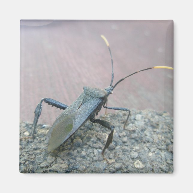 Adult Black Assasin Bug (Reduviid) Items Magnet (Front)