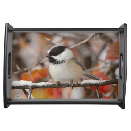 Adult Black_capped Chickadee in Snow Grand Serving Tray