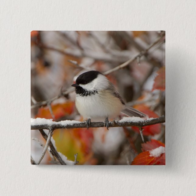 Adult Black-capped Chickadee in Snow Pinback Button (Front)